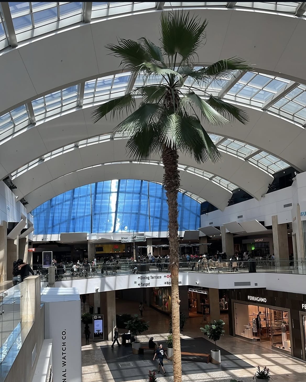 Palm tree inside the Westfield Century City mall